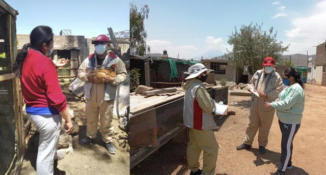 Les brinda asistencia técnica en manejo de gallinas, alimentación, construcción de gallineros, entre otros. Foto: Municipalidad de Yarabamba.