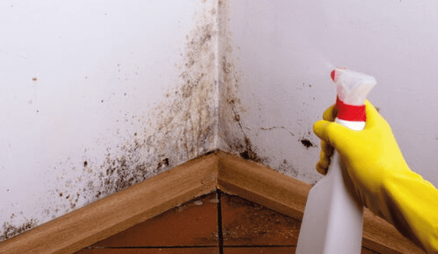 El moho suele aparecer en las paredes por un exceso de humedad. Foto: ecolaver