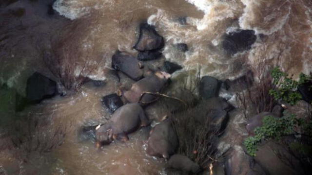 Elefantes muertos en una cascada en Tailandia