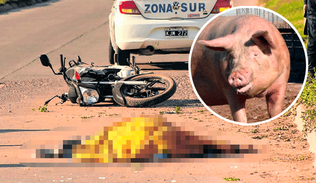 Motociclista muere trágicamente tras chocar con un cerdo