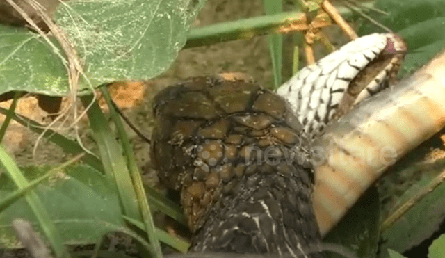 El video viral de Facebook registró el momento exacto en que una hambrienta serpiente engulló a su compañera por completo.