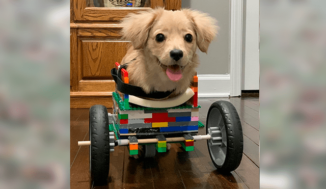 Cómo elegir un carrito para tu perro discapacitado?