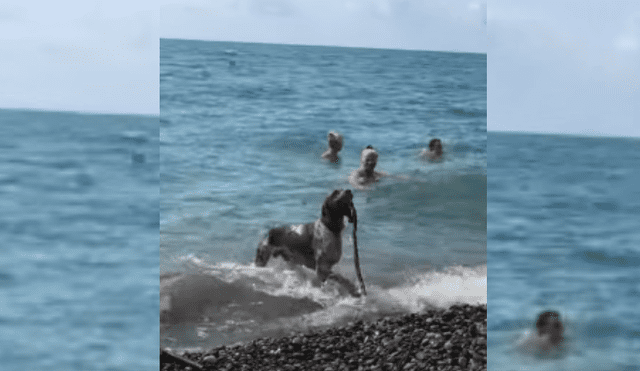 Video es viral en YouTube. Uno de las personas que se encontraban en el balneario grabó el singular comportamiento del can, que sorprendió a los bañistas tras ingresar al mar. Fotocaptura: YouTube