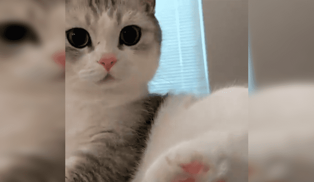 Facebook viral: Joven invade espacio personal de su gato y este reacciona de curiosa forma