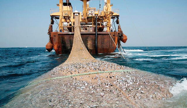 Pesca ilegal genera pérdidas por 1.200 millones de soles al año