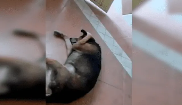 YouTube viral: Perro no soporta escuchar la serenata de su amo y hace lo impensado [VIDEO] 