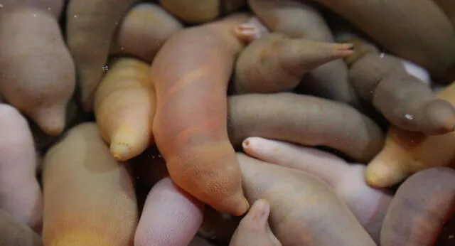 El ‘gusano gordo posadero’ considerado como un delicioso manjar vive en aguas pocos profundas de Japón, China y Corea. Foto: Difusión.
