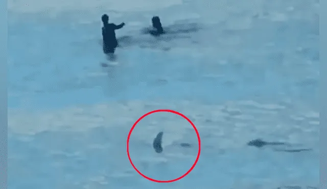 Pareja se tropieza con hambriento tiburón en la playa y salen disparados para salvar sus vidas [VIDEO] 
