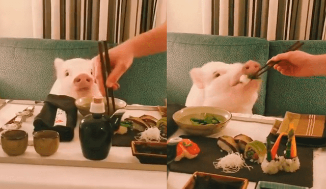 Facebook: cerdito ‘vegano’ sorprende a miles con su peculiar estilo al comer sushi [VIDEO]