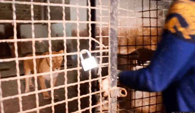 YouTube viral: leones aparecen mientras reportero entrevista a cuidador y sucede esto [VIDEO]