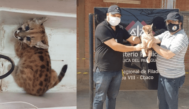 El ejemplar quedó a cargo del propietario del refugio para animales “Urutau”. (Foto: Facebook Ministerio Público de Paraguay)