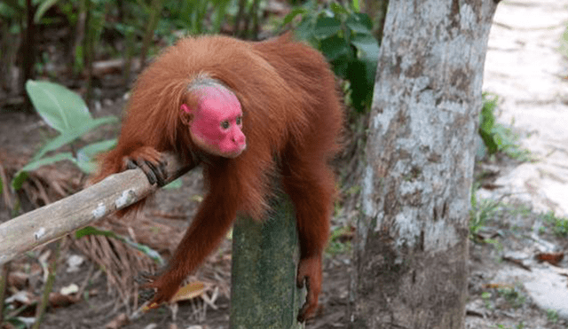20 Animales en peligro de extinción y extintos en Perú 2019 [FOTOS]