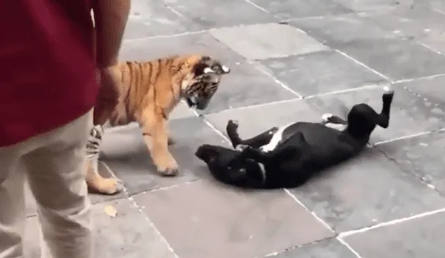 Perro se topa por primera vez con tigres y tiene inesperada reacción