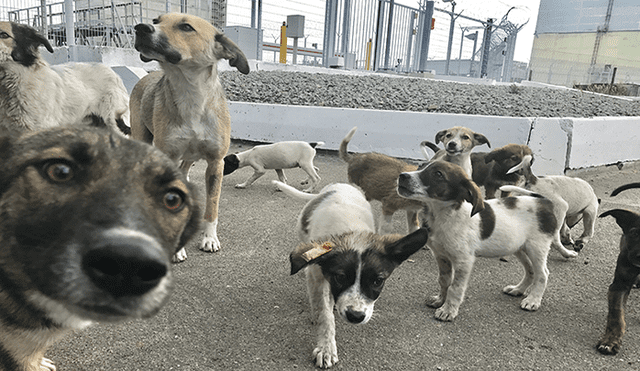 Chernobyl: el cruel destino de los perros radioactivos tras el accidente nuclear