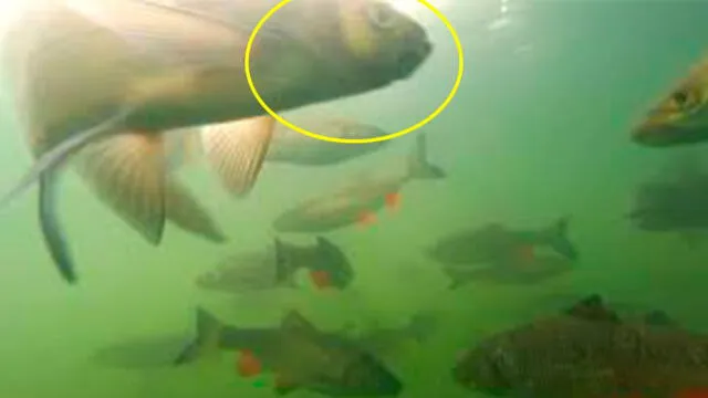 Facebook viral: ¿hallan pez con dos cabezas en el río de Chernóbil? Aquí te contamos la verdad