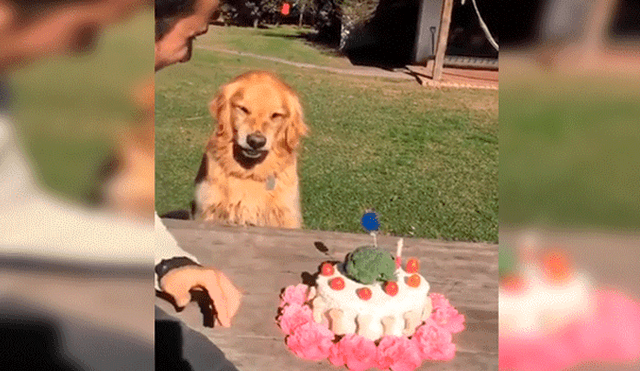 YouTube viral: hombre intenta quitarle la torta a su perro ‘cumpleañero’ y este enfurece 