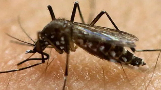 Cusco: intensifican actividades preventivas tras primer caso de dengue