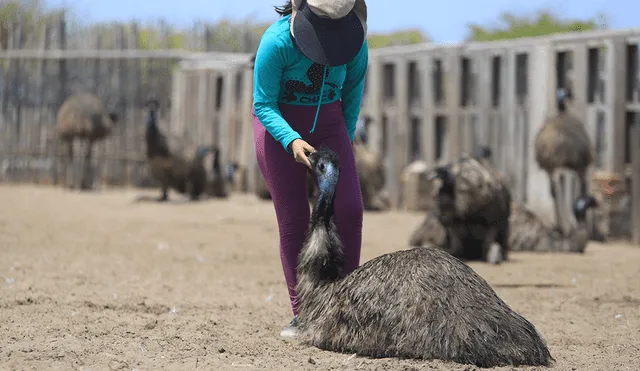 María Isabel Vásquez guía y cuidadora del zoocriadero acaricia a un emú. (Foto: Clinton Medina).