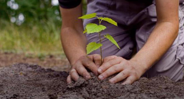 Plantarán 3 mil árboles en Arequipa por el Día de la Tierra 