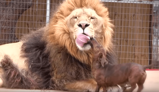 Facebook viral: valiente perro dentro de jaula de león asusta a usuarios [VIDEO]