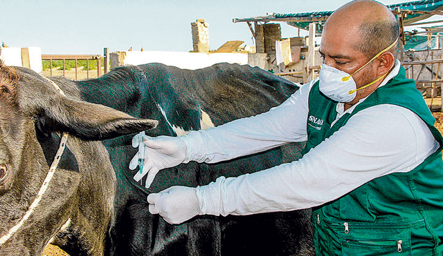 Senasa vacunará 14 mil ganados contra el ántrax en Casma, Santa y Huarmey