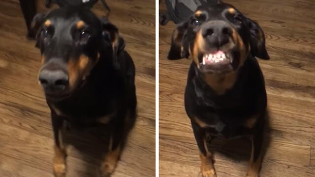 Facebook: Le pidió a su perro que sonría para la cámara y ocurrió divertido fenómeno