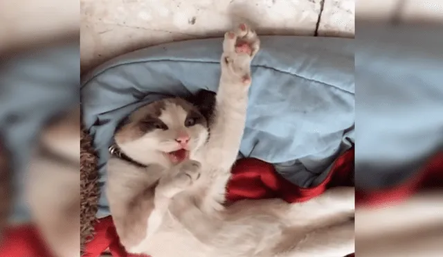 Facebook viral: chica quería bañar a su gato, pero este le responde con un rotundo “no” [VIDEO]