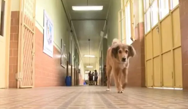 YouTube: Amarelo, el perro que vive desde hace 16 años en las aulas de un colegio 