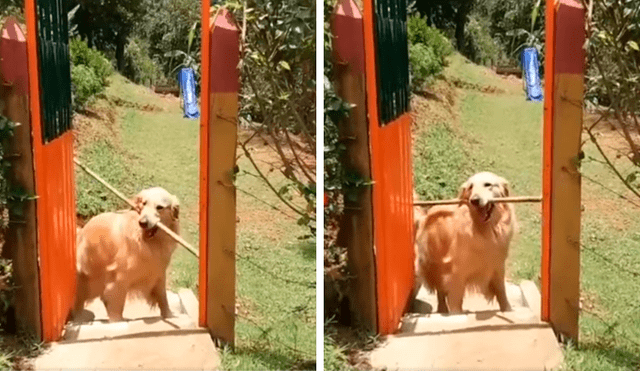 Desliza las imágenes para conocer la divertida acción de un perro para cruzar una diminuta puerta. Foto: Clarín.