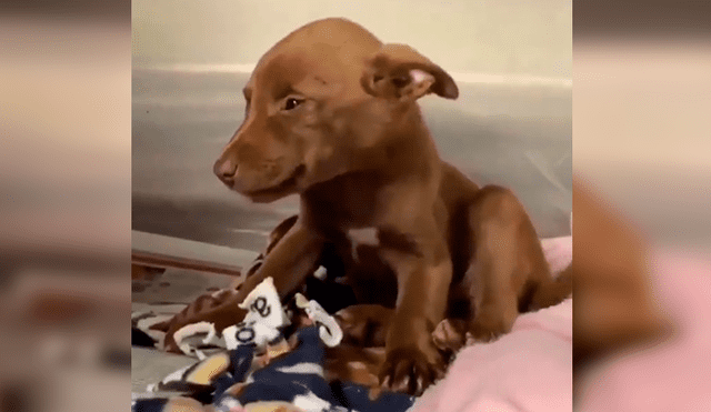 Vía Facebook: tierno cachorro 'sonrie' al saber que será adoptado y tendrá nueva familia [VIDEO] 