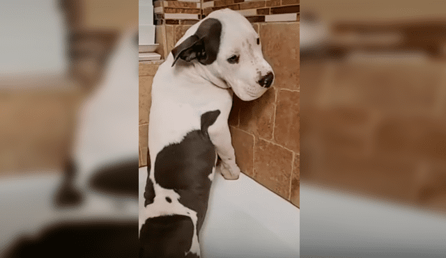 Video es viral en YouTube. El can se rehusaba a ver el agua correr por la tina y adoptó un peculiar comportamiento que su dueña no dudó en grabar
