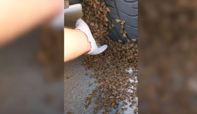 Desliza las imágenes para apreciar la arriesgada acción de un hombre al retirar un enjambre de abejas de un auto. Foto: Caters Clips