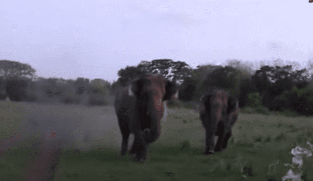 Video es viral en YouTube. El grupo de turistas tuvo que manejar a toda velocidad durante un safari para no ser alcanzado por la manada de paquidermos.