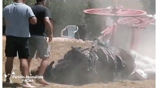 Caballo se desploma por agotamiento tras arrastrar carreta llena de sacos de arena [VIDEO]