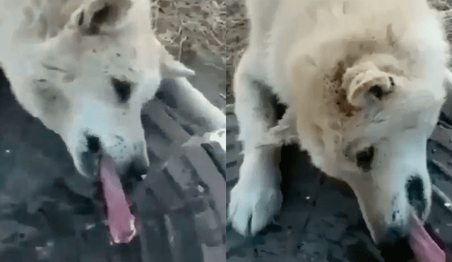 Facebook viral: perro intenta lamer tapa de desagüe y su lengua queda pegado a ella [VIDEO]