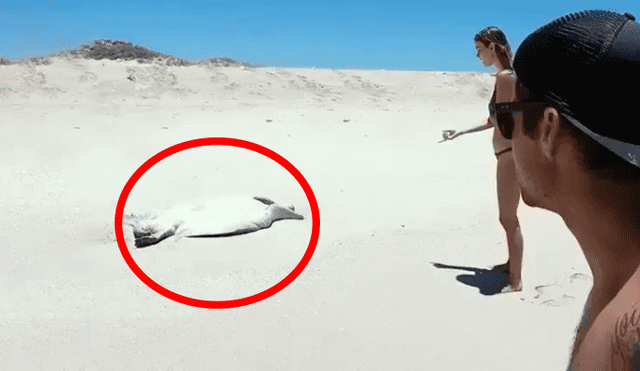 Facebook viral: misteriosa criatura es hallada moribunda en la playa y bañistas la rescatan [VIDEO]