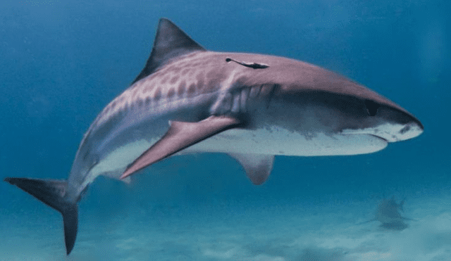 YouTube: tiburón se alimenta de ballena muerta cerca a la orilla y asusta a bañistas [VIDEO]
