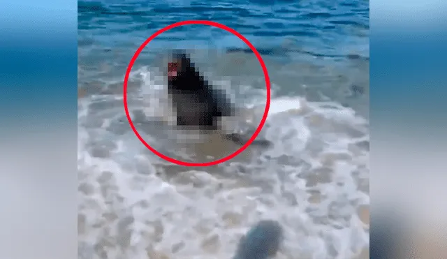 Extraña criatura sale del mar para atacar a bañistas y ellos hacen lo impensado para salvar su vida [VIDEO]