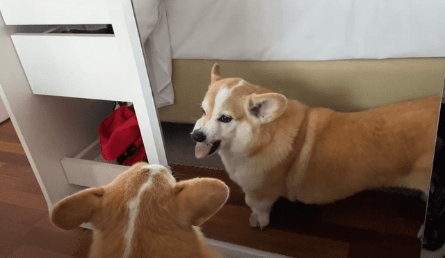 YouTube viral: perro se mira por primera vez al espejo y su curiosa reacción hace reír a miles