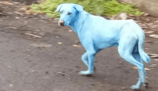 Incertidumbre en Twitter por aparición sospechosa de perros teñidos de azul