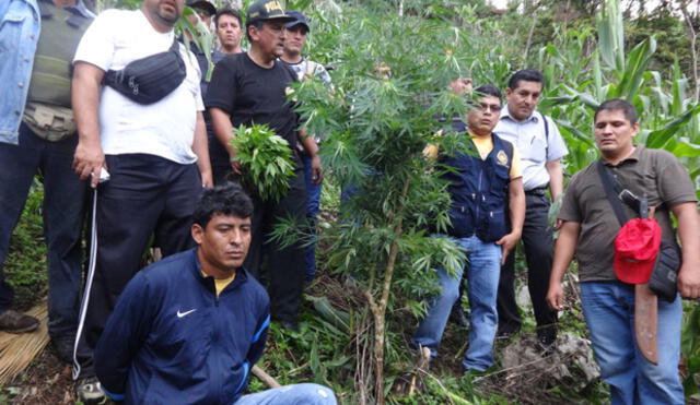 Cajamarca: Destruyen plantación de marihuana en San Ignacio