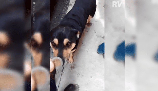 Facebook: perro callejero conmueve la redes al pedir dinero a transeúnte [VIDEO]
