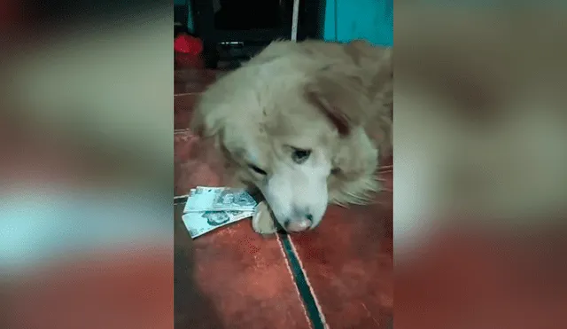 Desliza las imágenes hacia la izquierda para conocer la acción de un perro para vigilar el dinero de su dueña.