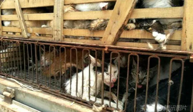 China: Arrestan a hombre que tenía 500 gatos listos para vender en restaurantes