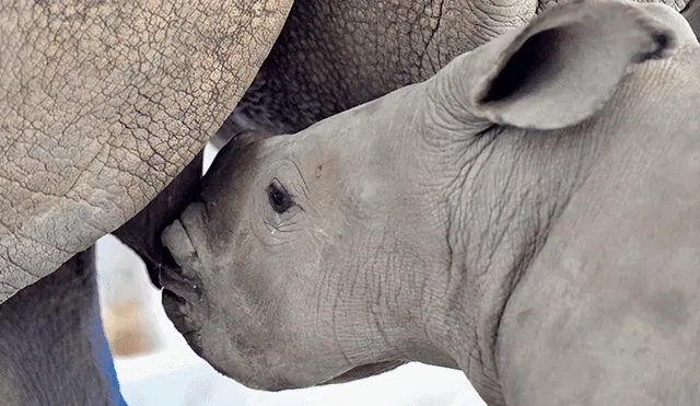 Conoce a Edward, el rinoceronte que puede salvar a una subespecie de la extinción [FOTOS Y VIDEOS]