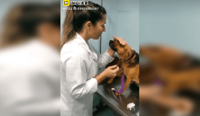 En Facebook, un perro sorprendió con su emotiva reacción cuando le colocaron una inyección en su pata.