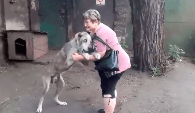 YouTube viral: perro se reencuentra con su dueña tras varios años y su reacción emociona a miles [VIDEO]