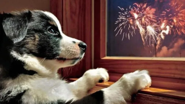 Conoce todas las reacciones de los perros cuando explotan fuegos artificiales [VIDEO]
