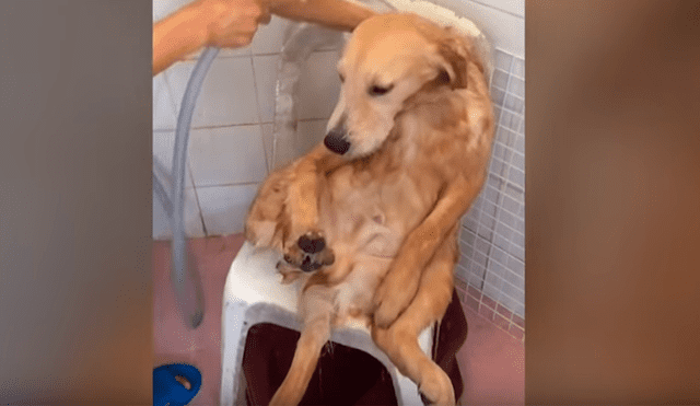 Facebook viral: Chico baña a perro por primera vez y queda en shock con su reacción [VIDEO] 