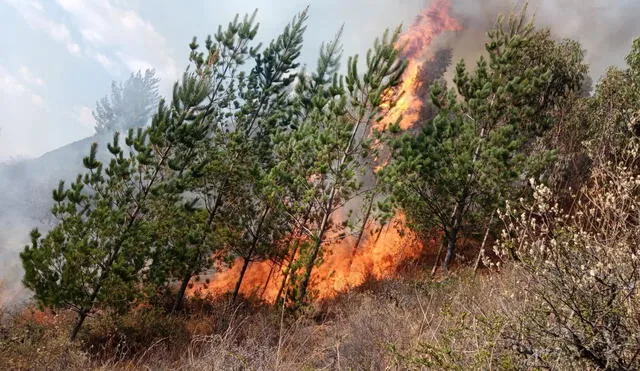 Áncash: cuatro incendios forestales aún continúan activos